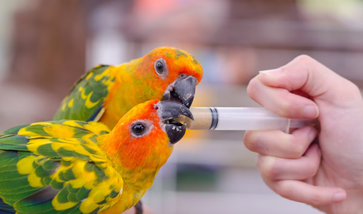 Harrison's Organic Bird Food