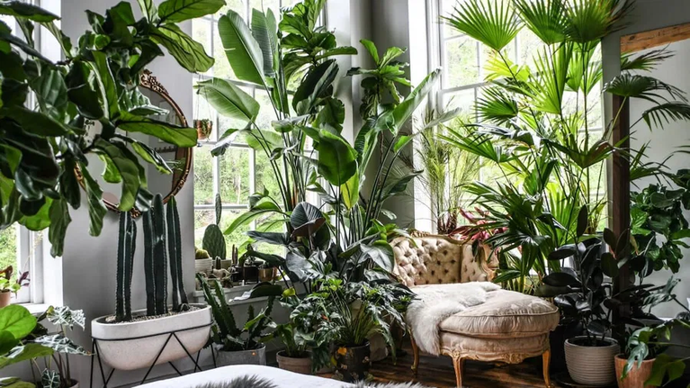 Indoor Plant Decor Ideas for Modern Homes